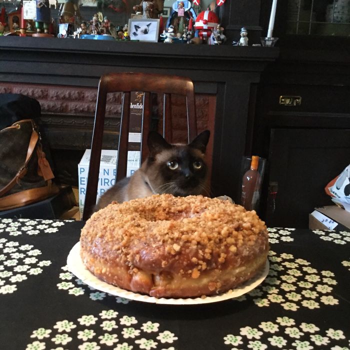 112 Pets Having Better Birthday Parties Than You 112 Pets Having Better Birthday Parties Than You