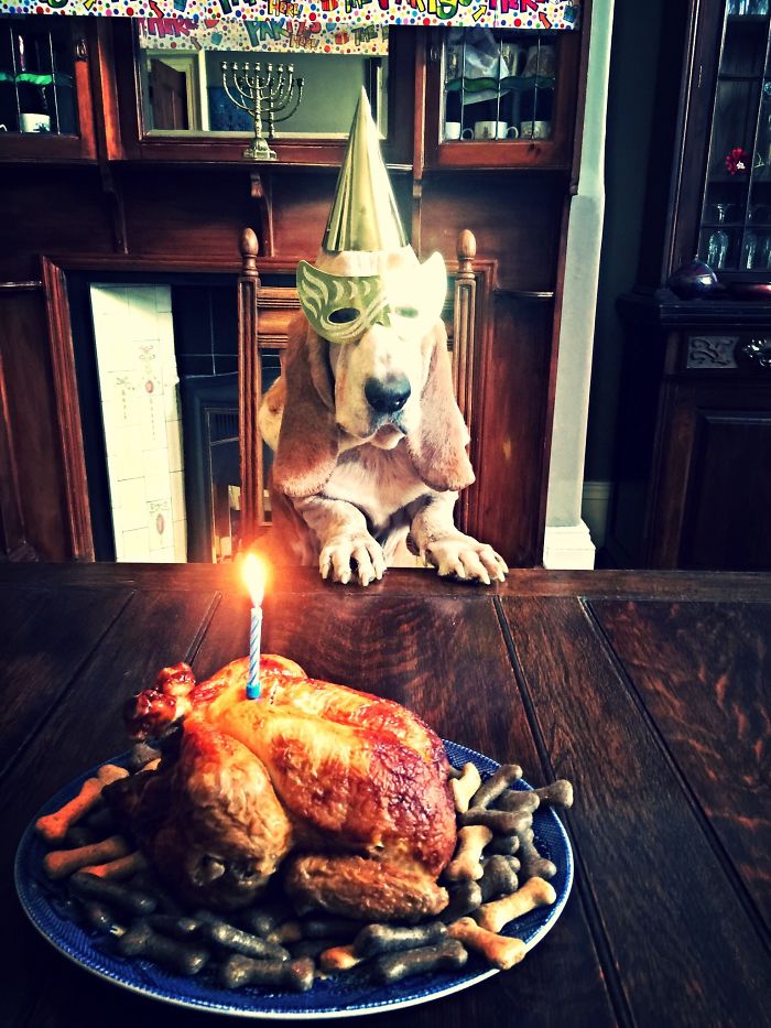 112 Pets Having Better Birthday Parties Than You 112 Pets Having Better Birthday Parties Than You