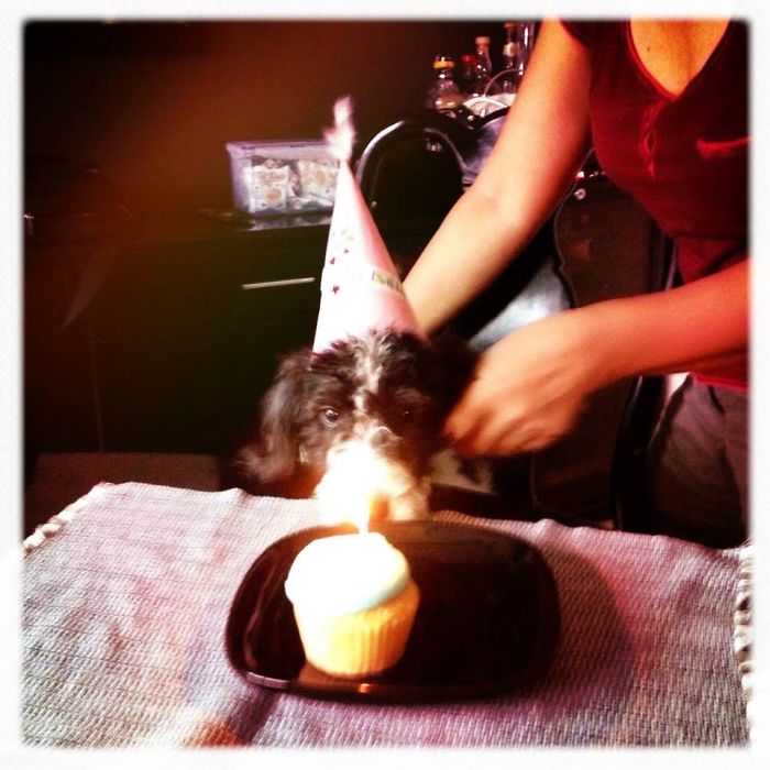 112 Pets Having Better Birthday Parties Than You 112 Pets Having Better Birthday Parties Than You