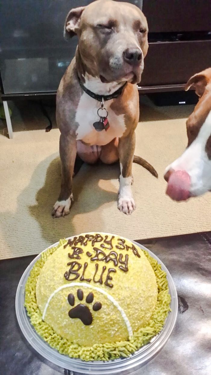 112 Pets Having Better Birthday Parties Than You 112 Pets Having Better Birthday Parties Than You