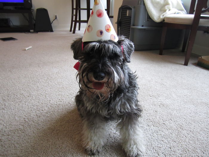 112 Pets Having Better Birthday Parties Than You 112 Pets Having Better Birthday Parties Than You