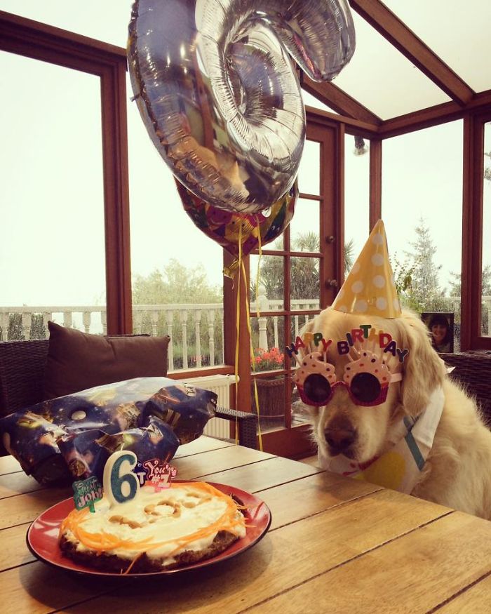 112 Pets Having Better Birthday Parties Than You 112 Pets Having Better Birthday Parties Than You