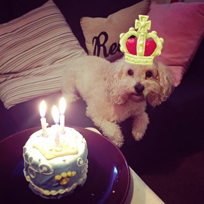 112 Pets Having Better Birthday Parties Than You 112 Pets Having Better Birthday Parties Than You