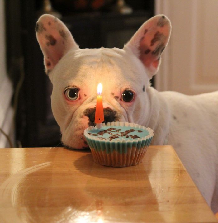 112 Pets Having Better Birthday Parties Than You 112 Pets Having Better Birthday Parties Than You