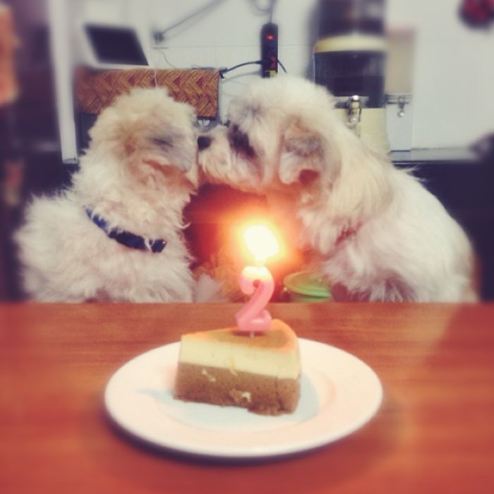 112 Pets Having Better Birthday Parties Than You 112 Pets Having Better Birthday Parties Than You