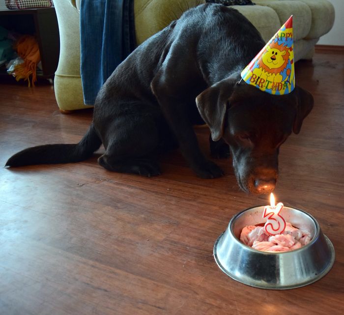 112 Pets Having Better Birthday Parties Than You 112 Pets Having Better Birthday Parties Than You