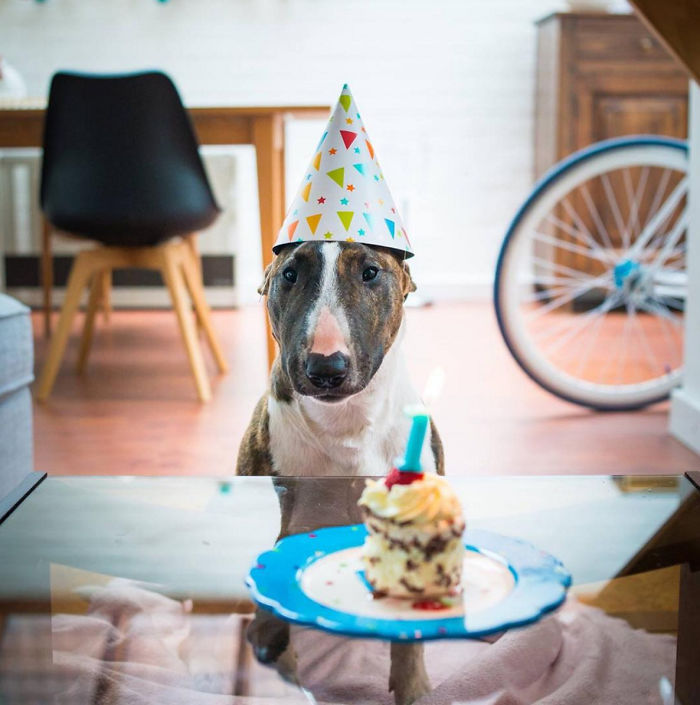 112 Pets Having Better Birthday Parties Than You 112 Pets Having Better Birthday Parties Than You