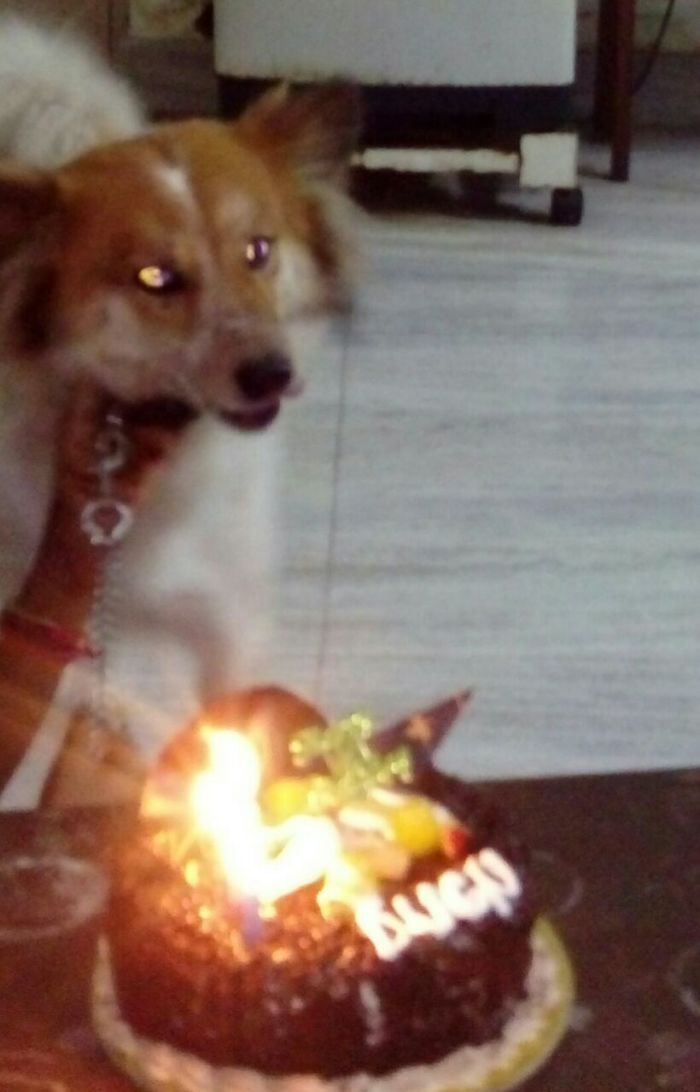 112 Pets Having Better Birthday Parties Than You 112 Pets Having Better Birthday Parties Than You