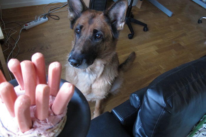 112 Pets Having Better Birthday Parties Than You 112 Pets Having Better Birthday Parties Than You