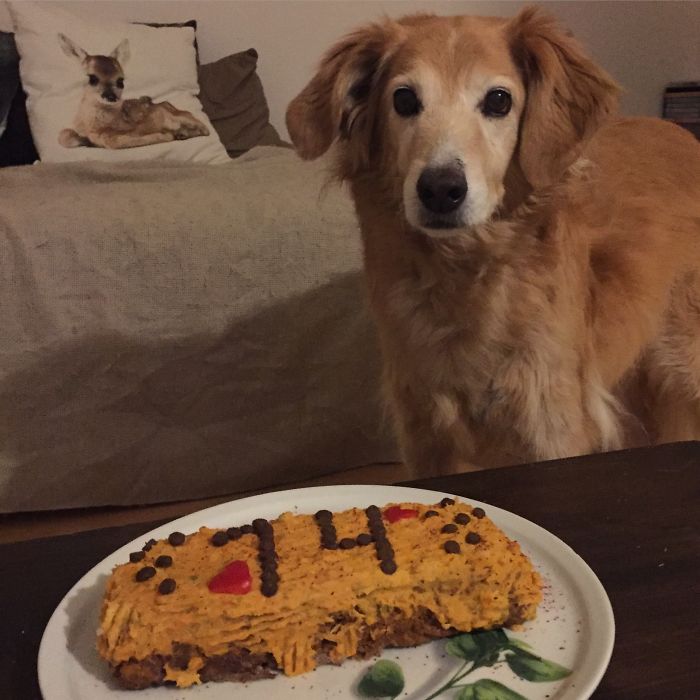 112 Pets Having Better Birthday Parties Than You 112 Pets Having Better Birthday Parties Than You