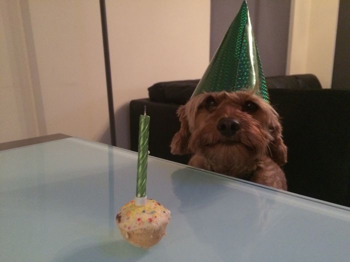 112 Pets Having Better Birthday Parties Than You 112 Pets Having Better Birthday Parties Than You
