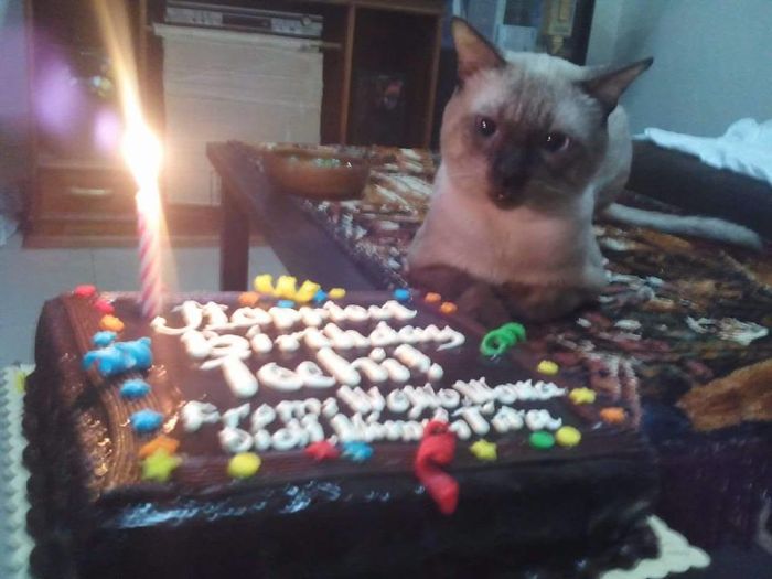 112 Pets Having Better Birthday Parties Than You 112 Pets Having Better Birthday Parties Than You