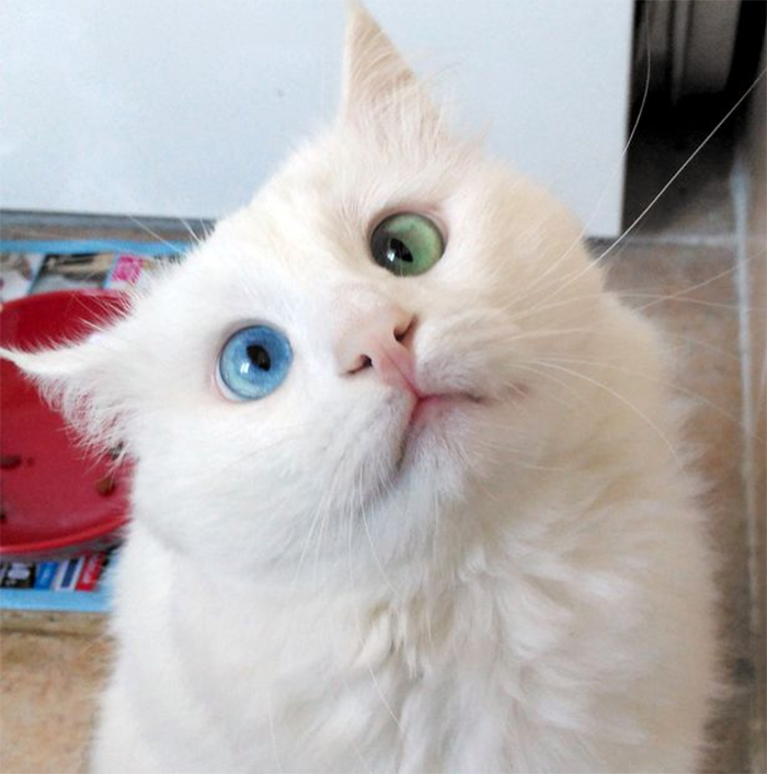 Snow-White Cat Has The Most Hypnotizing Eyes Of Different Color Snow-White Cat Has The Most Hypnotizing Eyes Of Different Color