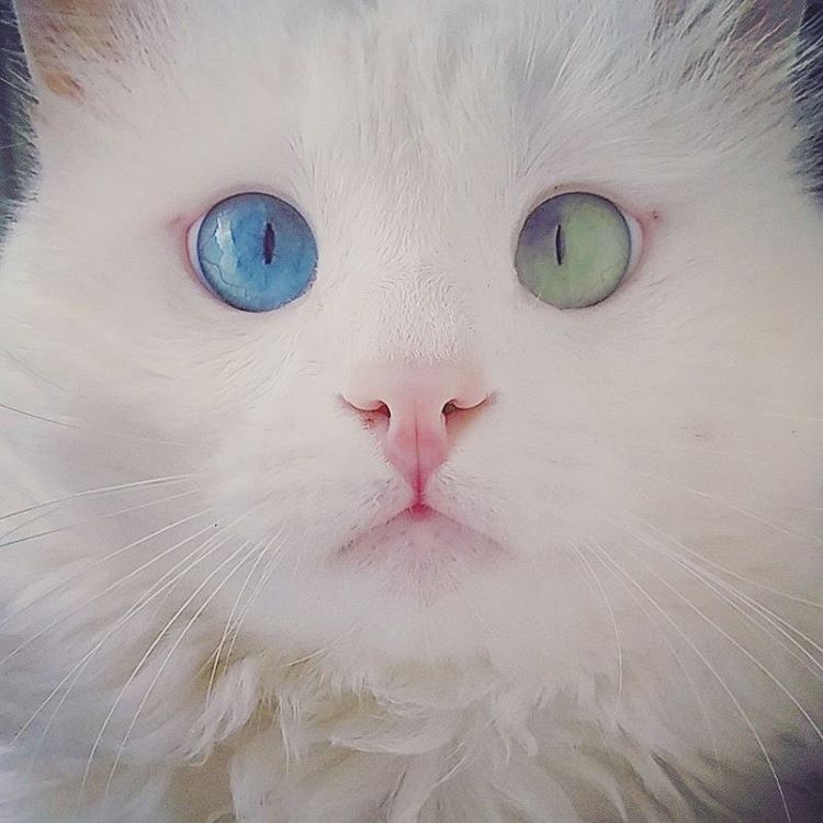 Snow-White Cat Has The Most Hypnotizing Eyes Of Different Color Snow-White Cat Has The Most Hypnotizing Eyes Of Different Color