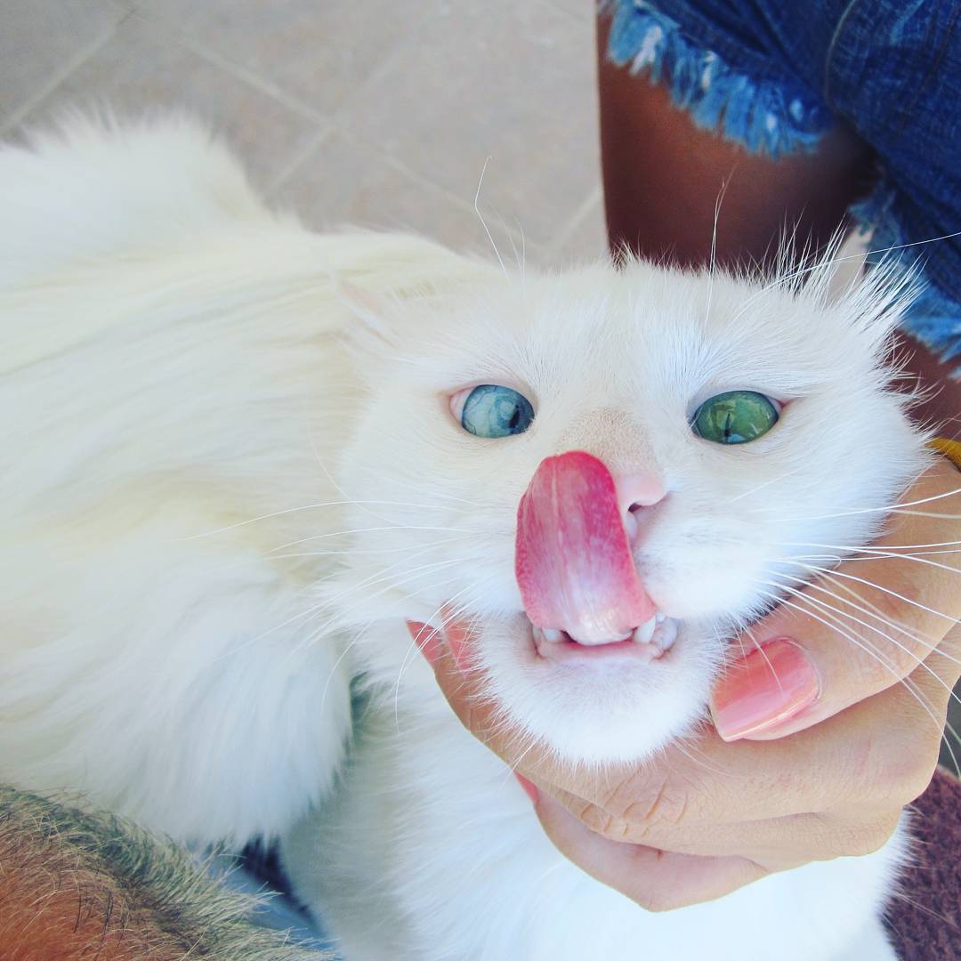 Snow-White Cat Has The Most Hypnotizing Eyes Of Different Color Snow-White Cat Has The Most Hypnotizing Eyes Of Different Color