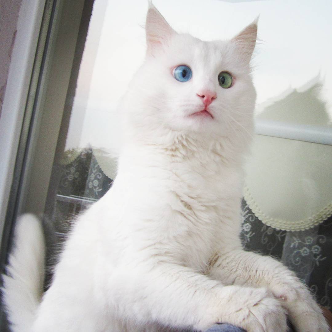 Snow-White Cat Has The Most Hypnotizing Eyes Of Different Color Snow-White Cat Has The Most Hypnotizing Eyes Of Different Color