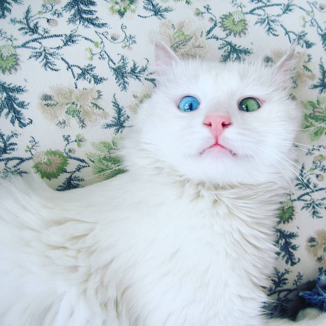 Snow-White Cat Has The Most Hypnotizing Eyes Of Different Color Snow-White Cat Has The Most Hypnotizing Eyes Of Different Color