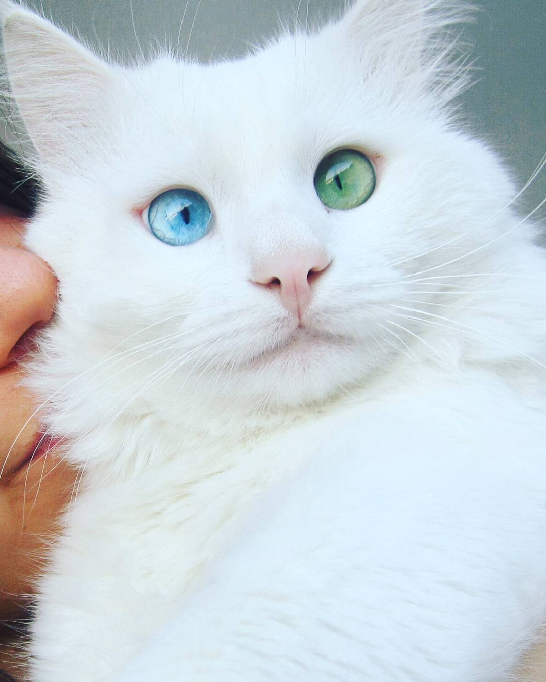 Snow-White Cat Has The Most Hypnotizing Eyes Of Different Color Snow-White Cat Has The Most Hypnotizing Eyes Of Different Color