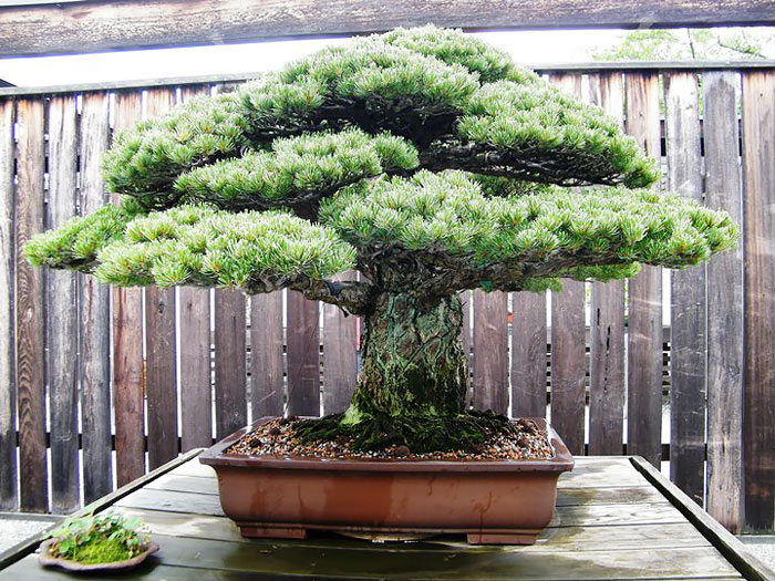 40 Of The Most Beautiful Bonsai Trees Ever 40 Of The Most Beautiful Bonsai Trees Ever