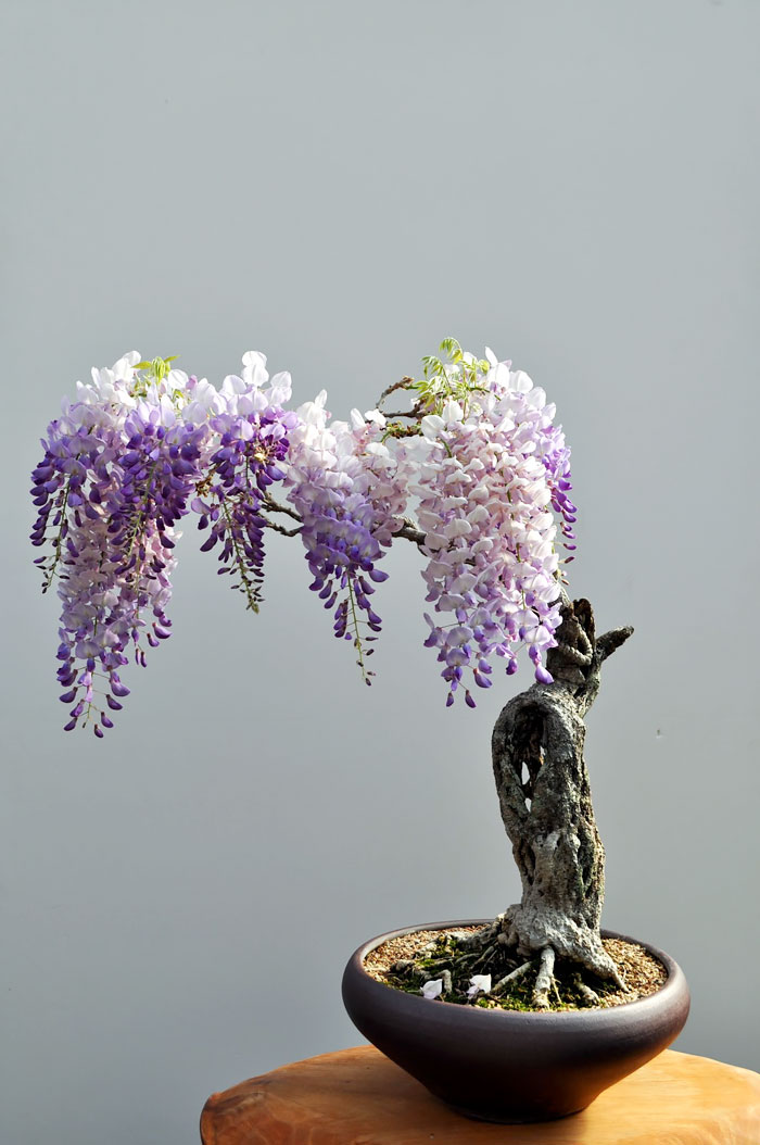 40 Of The Most Beautiful Bonsai Trees Ever 40 Of The Most Beautiful Bonsai Trees Ever