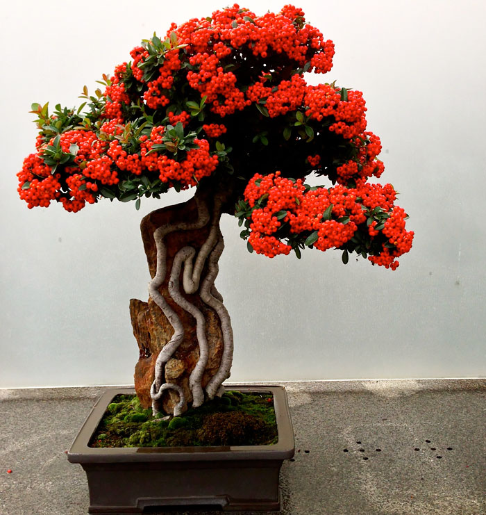 40 Of The Most Beautiful Bonsai Trees Ever 40 Of The Most Beautiful Bonsai Trees Ever
