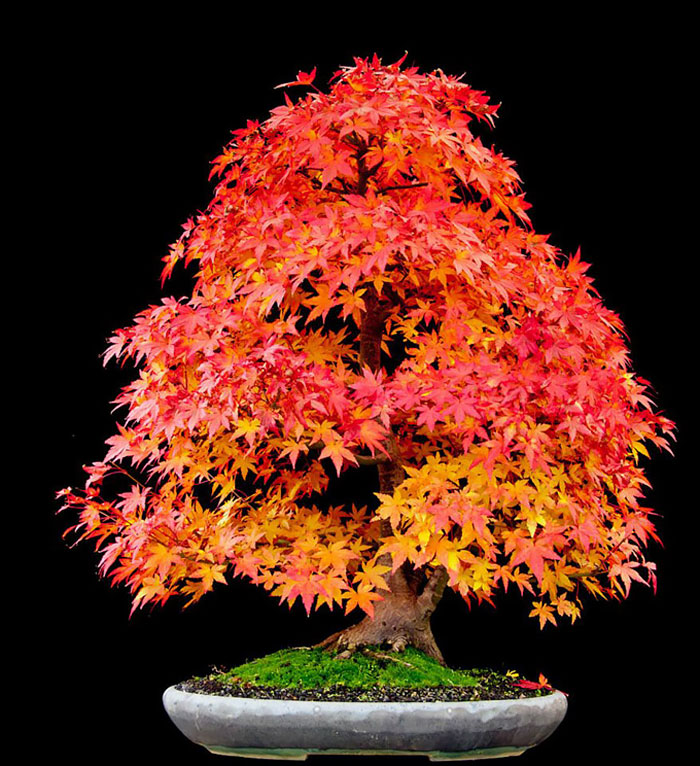 40 Of The Most Beautiful Bonsai Trees Ever 40 Of The Most Beautiful Bonsai Trees Ever