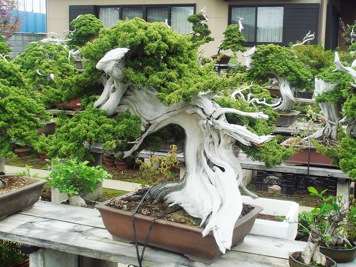 40 Of The Most Beautiful Bonsai Trees Ever 40 Of The Most Beautiful Bonsai Trees Ever