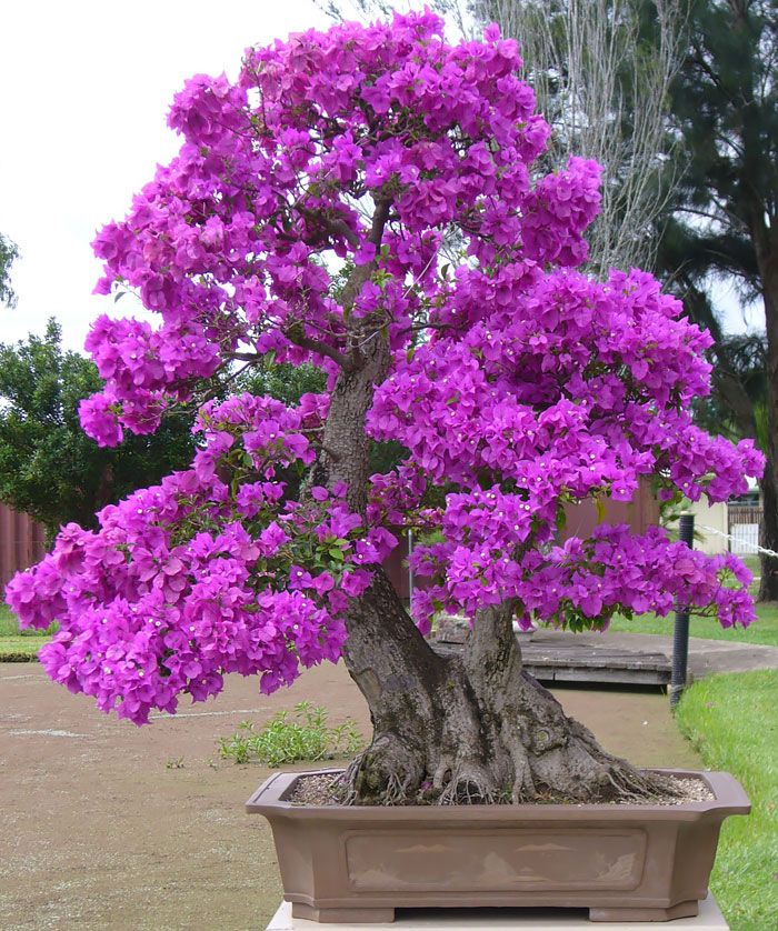 40 Of The Most Beautiful Bonsai Trees Ever 40 Of The Most Beautiful Bonsai Trees Ever