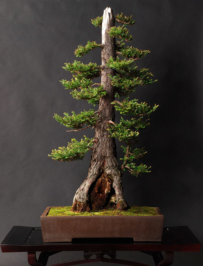 40 Of The Most Beautiful Bonsai Trees Ever 40 Of The Most Beautiful Bonsai Trees Ever