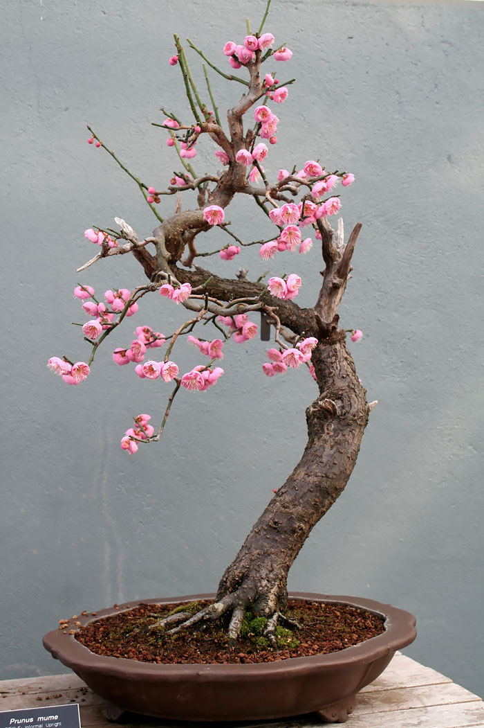 40 Of The Most Beautiful Bonsai Trees Ever 40 Of The Most Beautiful Bonsai Trees Ever