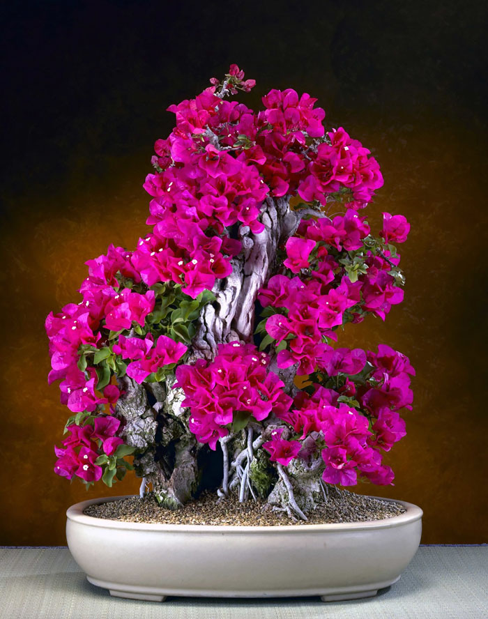 40 Of The Most Beautiful Bonsai Trees Ever 40 Of The Most Beautiful Bonsai Trees Ever