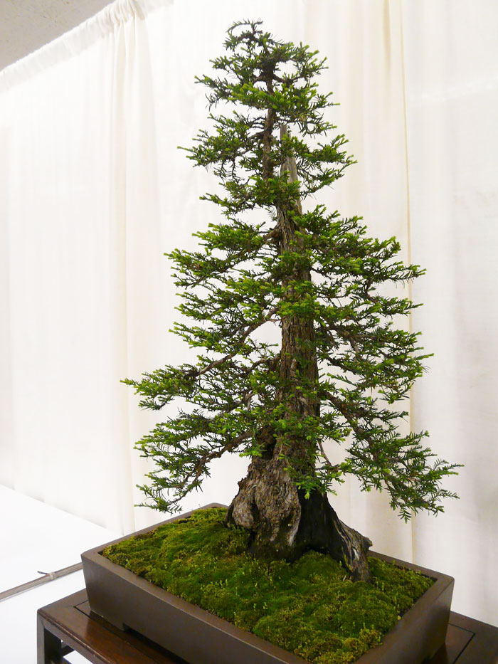 40 Of The Most Beautiful Bonsai Trees Ever 40 Of The Most Beautiful Bonsai Trees Ever