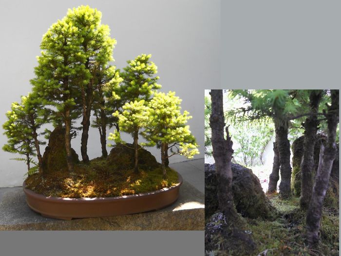 40 Of The Most Beautiful Bonsai Trees Ever 40 Of The Most Beautiful Bonsai Trees Ever