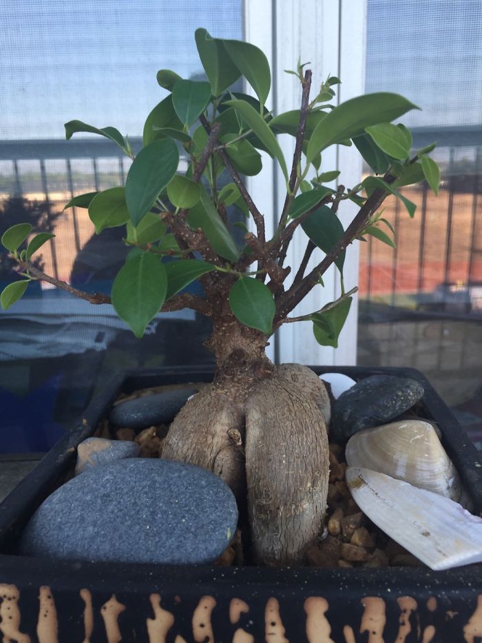 40 Of The Most Beautiful Bonsai Trees Ever 40 Of The Most Beautiful Bonsai Trees Ever