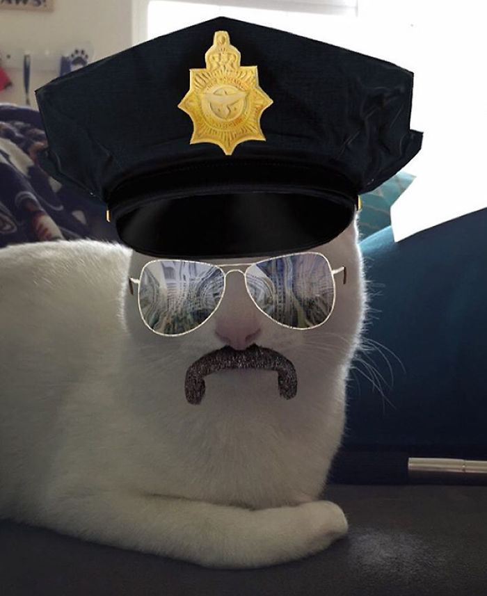 People Are Using Snapchat Filters On Their Animals And The Results Are Funny People Are Using Snapchat Filters On Their Animals And The Results Are Funny