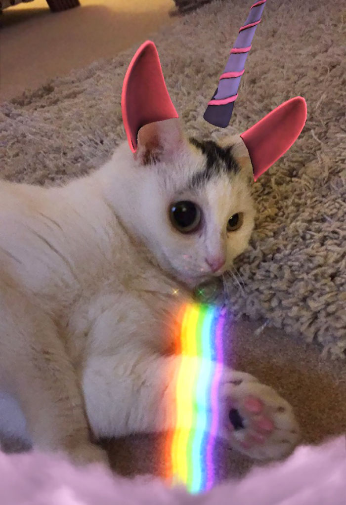 People Are Using Snapchat Filters On Their Animals And The Results Are Funny People Are Using Snapchat Filters On Their Animals And The Results Are Funny