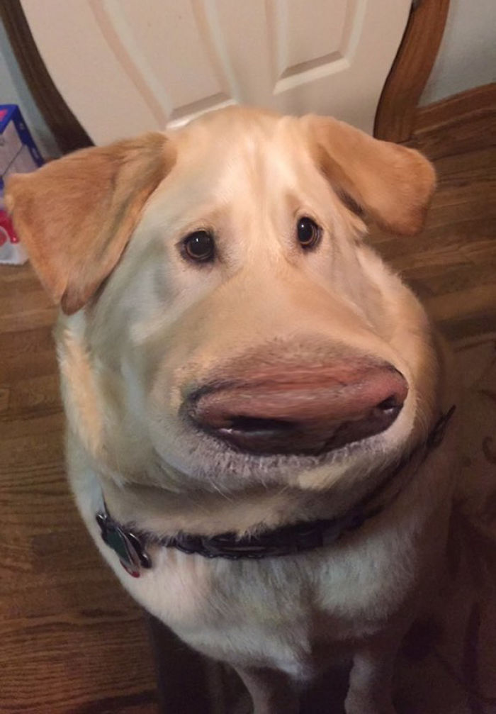 People Are Using Snapchat Filters On Their Animals And The Results Are Funny People Are Using Snapchat Filters On Their Animals And The Results Are Funny