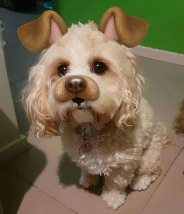 People Are Using Snapchat Filters On Their Animals And The Results Are Funny People Are Using Snapchat Filters On Their Animals And The Results Are Funny