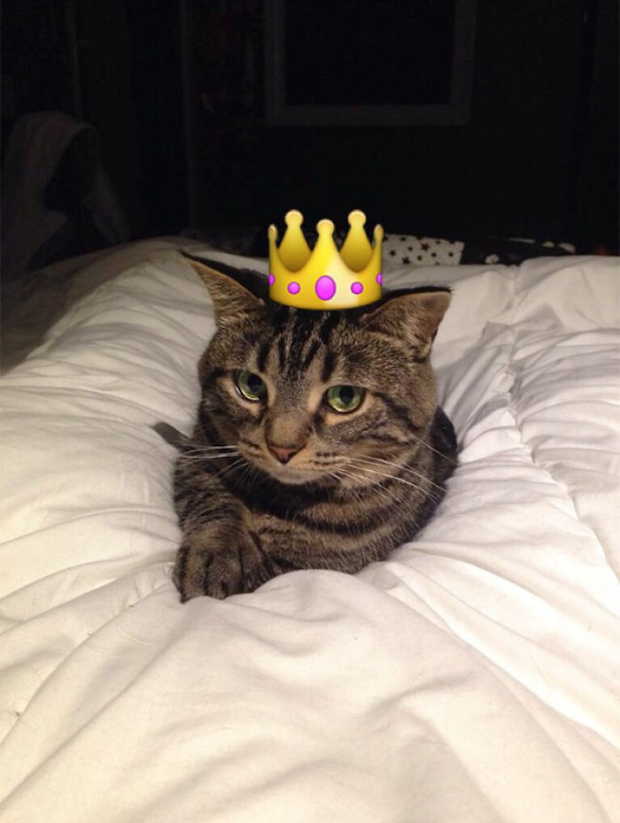 People Are Using Snapchat Filters On Their Animals And The Results Are Funny People Are Using Snapchat Filters On Their Animals And The Results Are Funny