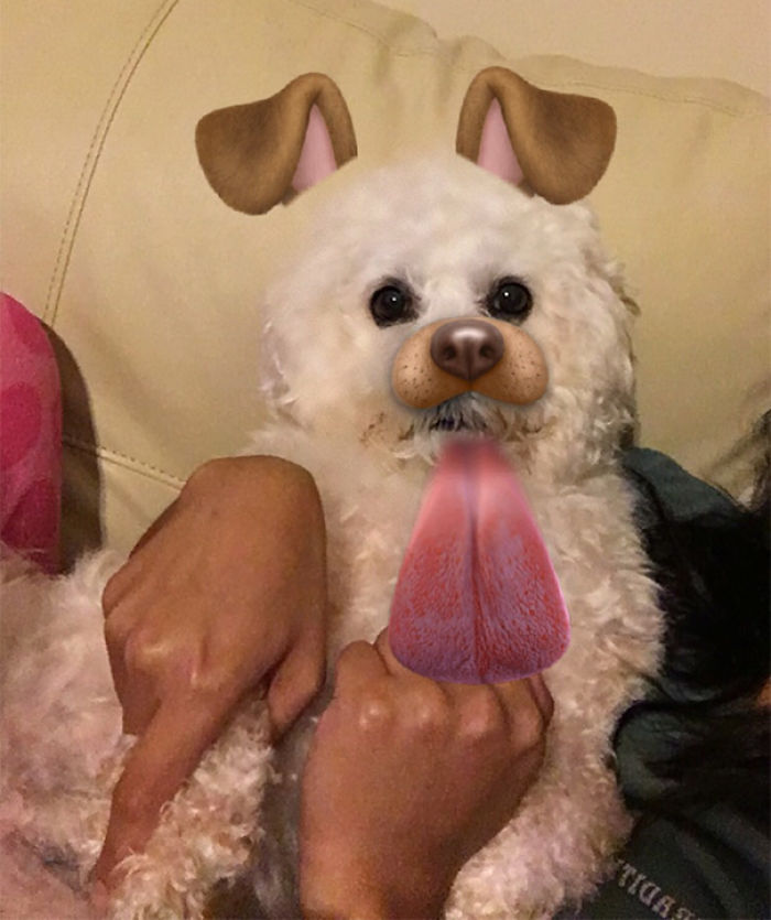 People Are Using Snapchat Filters On Their Animals And The Results Are Funny People Are Using Snapchat Filters On Their Animals And The Results Are Funny