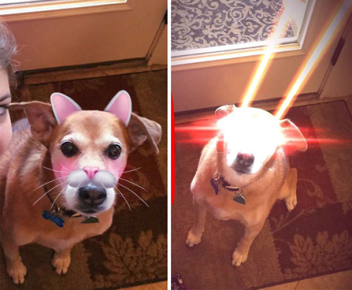 People Are Using Snapchat Filters On Their Animals And The Results Are Funny People Are Using Snapchat Filters On Their Animals And The Results Are Funny