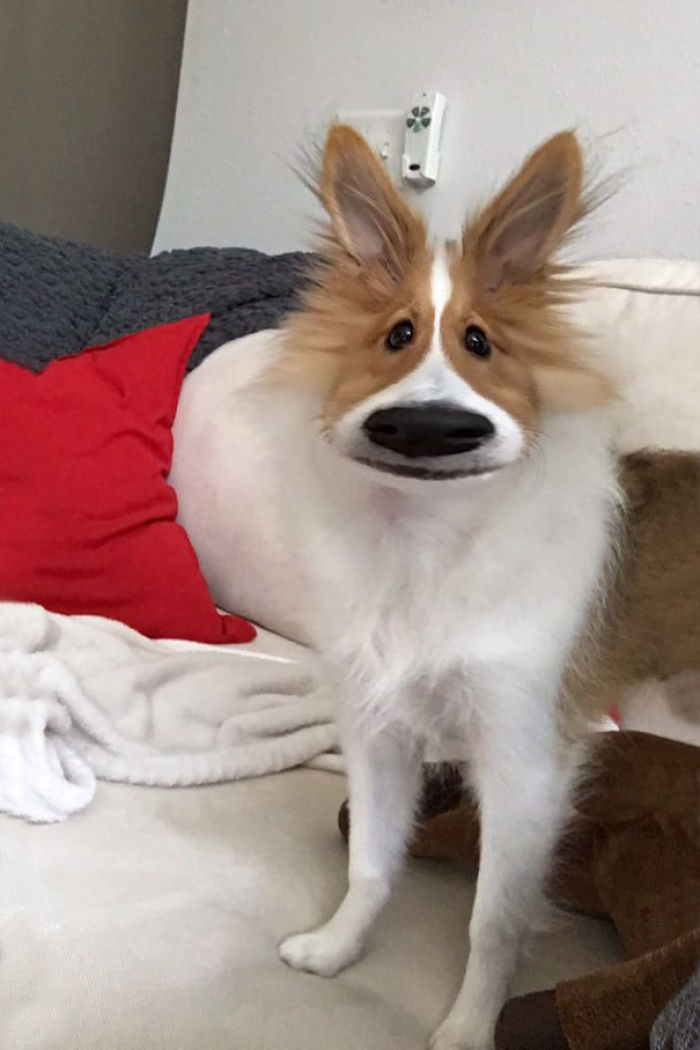 People Are Using Snapchat Filters On Their Animals And The Results Are Funny People Are Using Snapchat Filters On Their Animals And The Results Are Funny