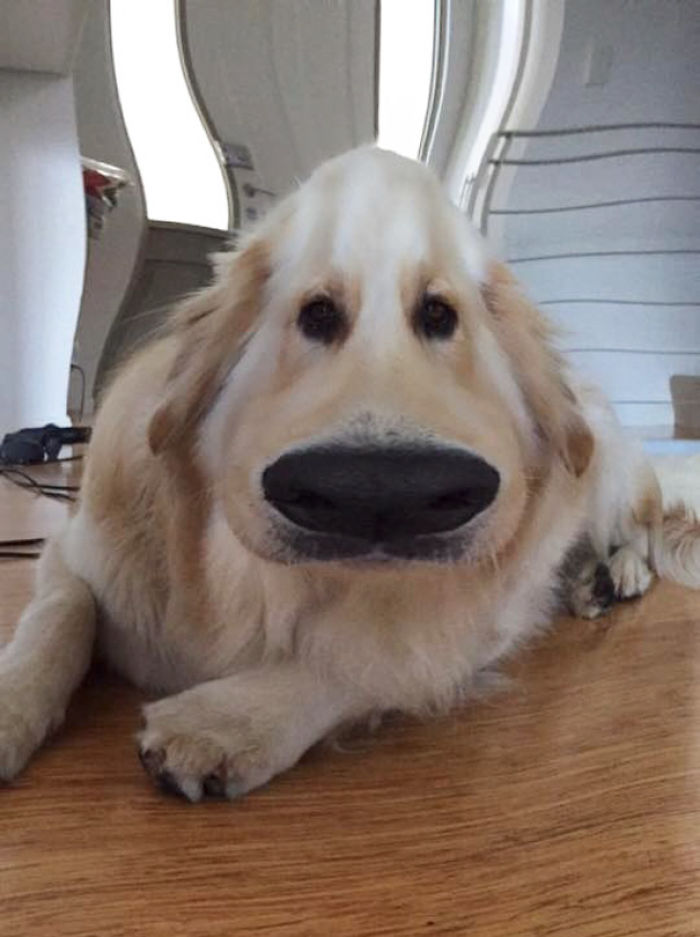 People Are Using Snapchat Filters On Their Animals And The Results Are Funny People Are Using Snapchat Filters On Their Animals And The Results Are Funny