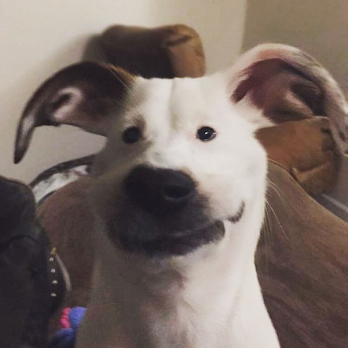 People Are Using Snapchat Filters On Their Animals And The Results Are Funny People Are Using Snapchat Filters On Their Animals And The Results Are Funny