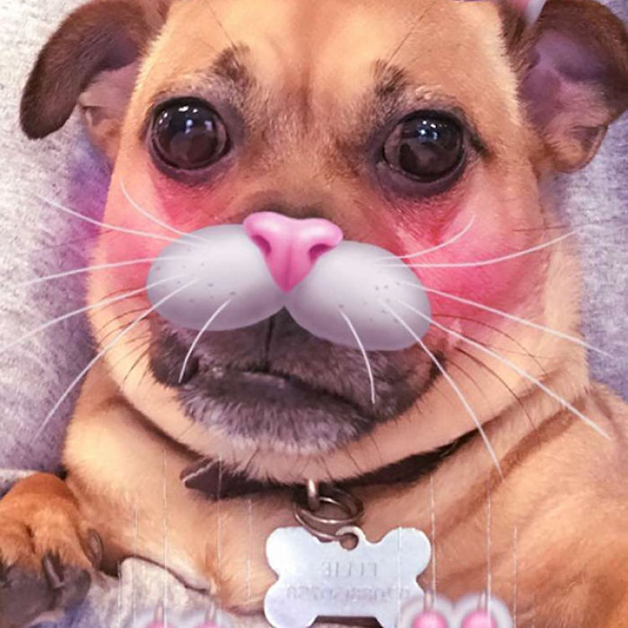 People Are Using Snapchat Filters On Their Animals And The Results Are Funny People Are Using Snapchat Filters On Their Animals And The Results Are Funny