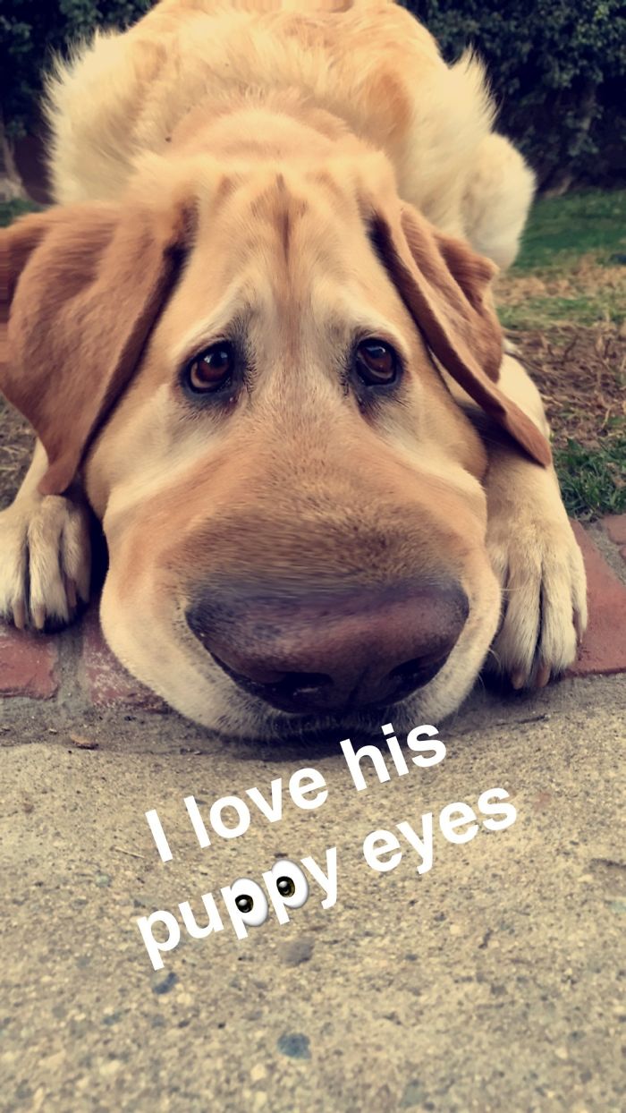 People Are Using Snapchat Filters On Their Animals And The Results Are Funny People Are Using Snapchat Filters On Their Animals And The Results Are Funny