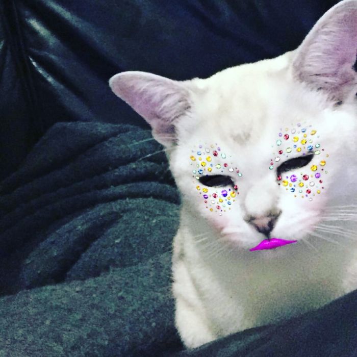 People Are Using Snapchat Filters On Their Animals And The Results Are Funny People Are Using Snapchat Filters On Their Animals And The Results Are Funny
