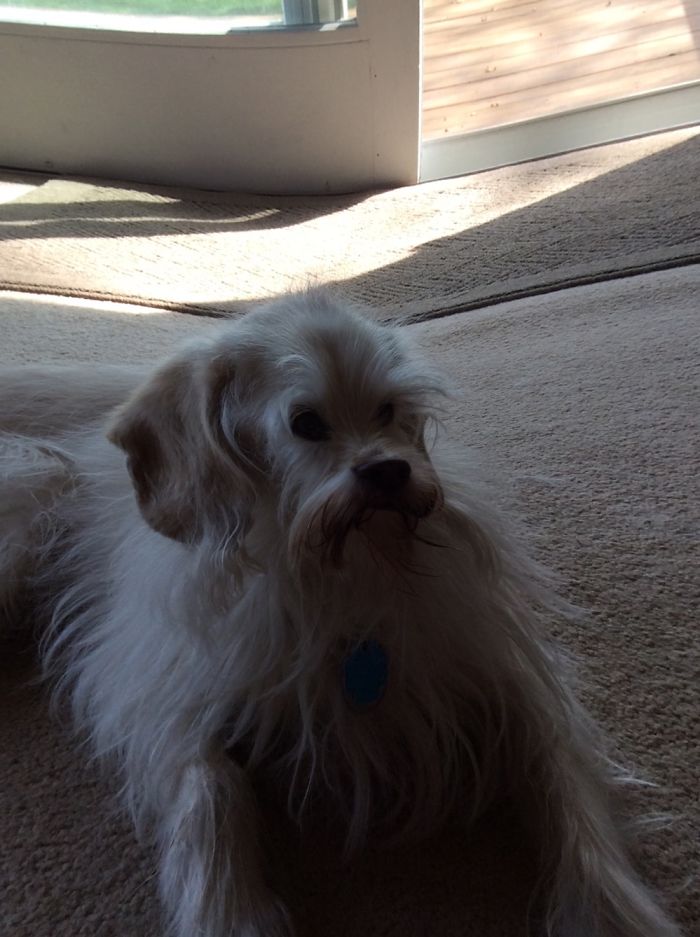 People Are Using Snapchat Filters On Their Animals And The Results Are Funny People Are Using Snapchat Filters On Their Animals And The Results Are Funny