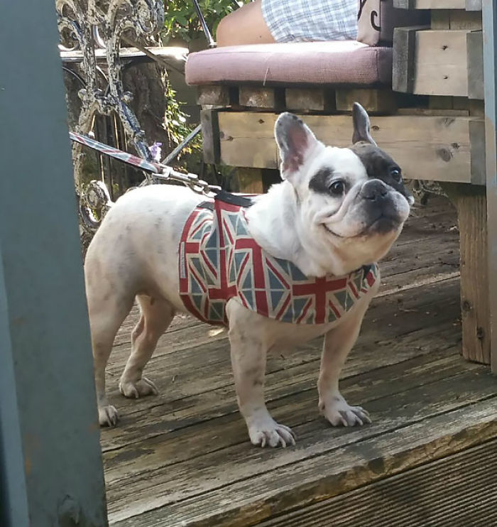 201 Smiling Animals That Will Instantly Make You Smile 201 Smiling Animals That Will Instantly Make You Smile