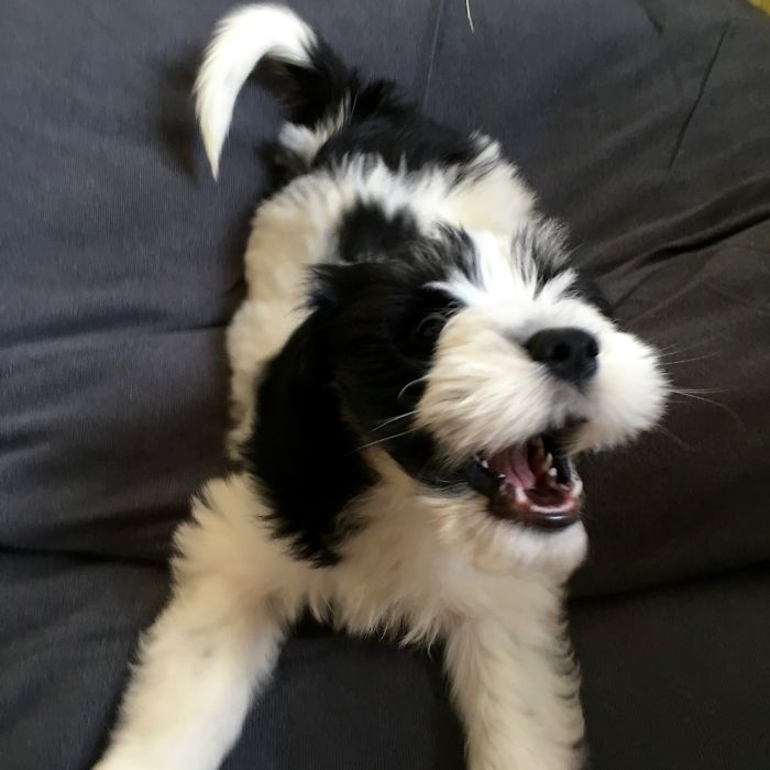 201 Smiling Animals That Will Instantly Make You Smile 201 Smiling Animals That Will Instantly Make You Smile